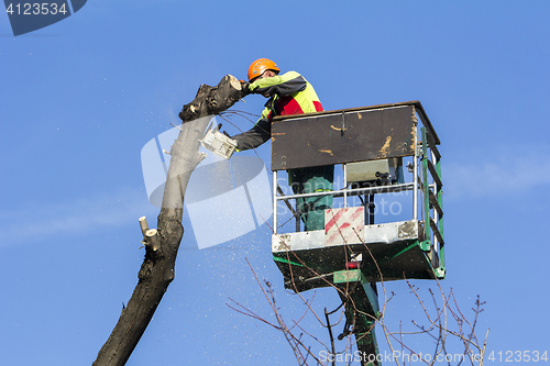 Image of Worker with a chainsaw trimming the tree branches on the city pa