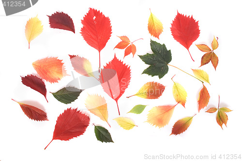 Image of autumn leaves