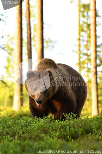 Image of brown bear (ursus arctos)