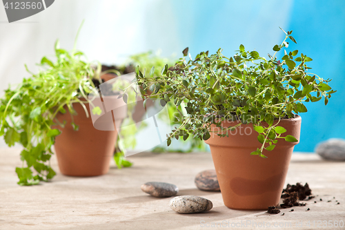 Image of herbs in pots