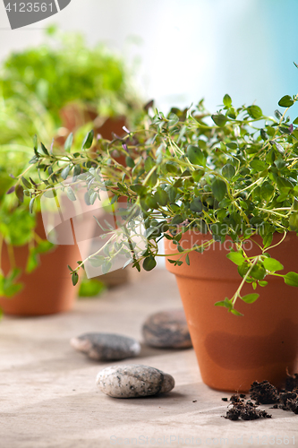 Image of herbs in pots