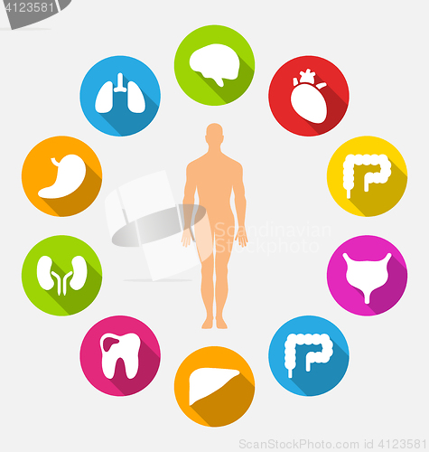 Image of Silhouette of Male and Internal Human Organs