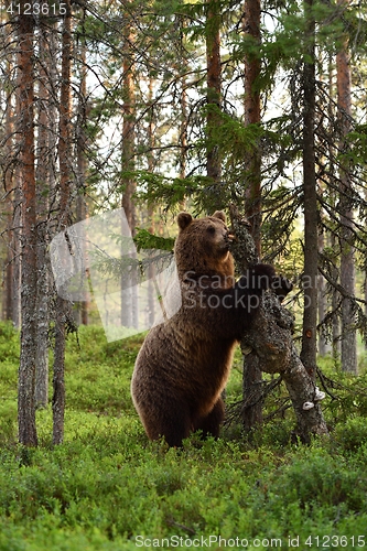Image of Brown bear breaks a tree. Bear vandalize a tree.