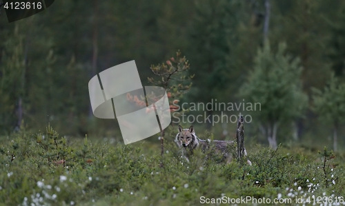 Image of Gray wolf (Canis lupus) at night in summer. Finland. Taiga.