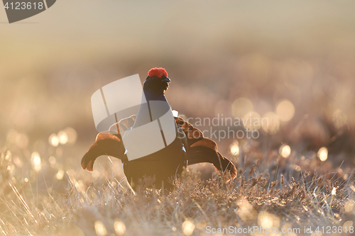 Image of Black grouse gorgeous pose. Black grouse playing.