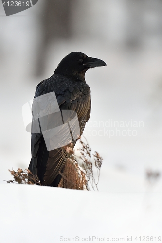 Image of Raven (Corvus corax) in winter