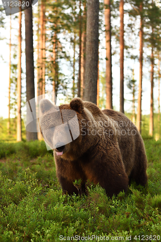 Image of European brown bear at summer