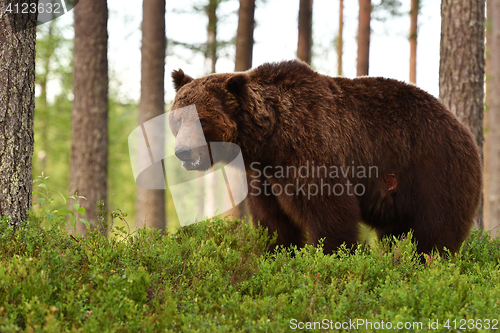 Image of European Brown Bear