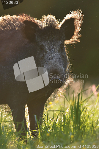 Image of Wild boar portrait in contra light at summer.