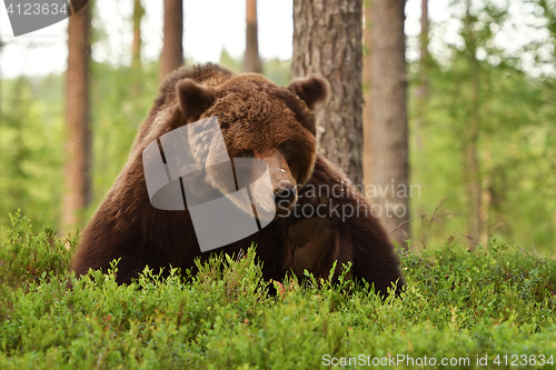 Image of Brown bear scratching