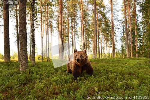 Image of European brown bear in a forest scenery. Brown bear in a forest landscape.