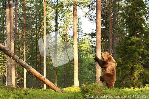 Image of European brown bear starting to climb on a tree. Bear in forest.