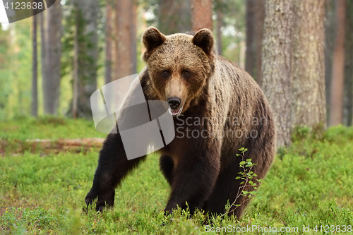 Image of European brown bear