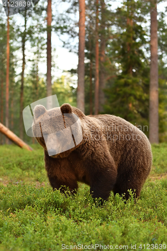 Image of European brown bear in forest. Summer.