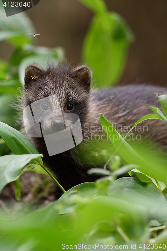 Image of Raccoon dog pup in forest. Baby raccoon dog. Young animal. Baby animal.