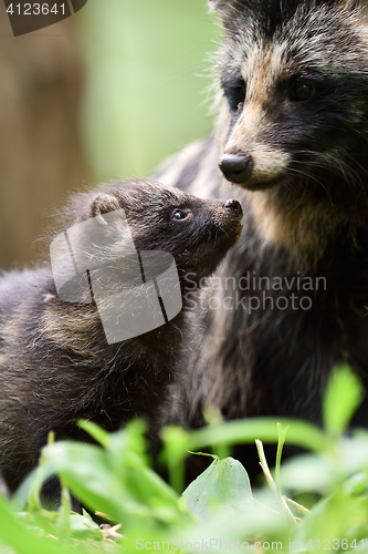 Image of Raccoon dog pup with mother. Raccoon dog family. Animal love.