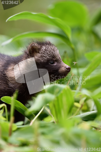 Image of Raccoon dog pup in forest. Baby raccoon dog. Baby animal.