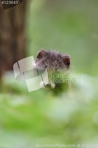 Image of Raccoon dog pup peeking out of the bush. Baby animal peeking out of the bush.