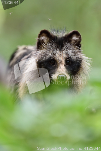 Image of Raccoon dog portrait in forest