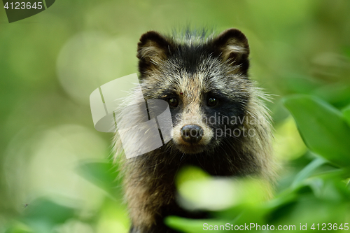 Image of Raccoon dog portrait. Wild animal. Forest wildlife.