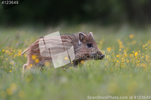 Image of Wild boar piglet with blossoming flowers