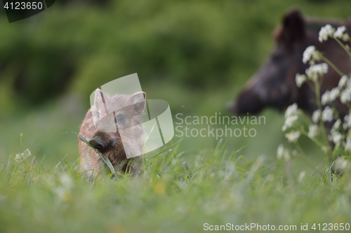 Image of Wild boar sow with piglets. Wild boar family.