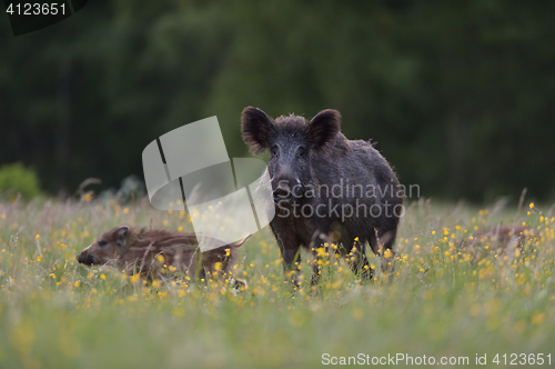 Image of Wild boar sow with piglets. Wild boar family.