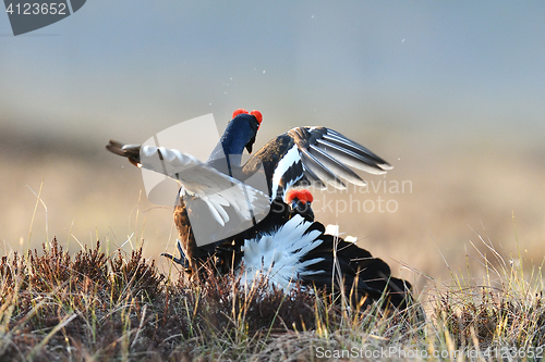 Image of Black grouse fight