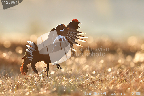 Image of Black grouse jumping. Black grouse flying. Active bird