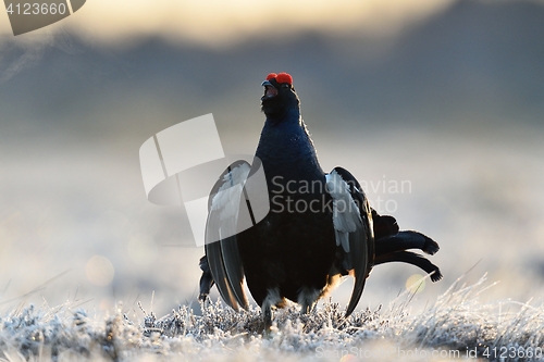 Image of Black grouse