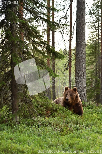 Image of European brown bear in forest. Wild bear. Finland.