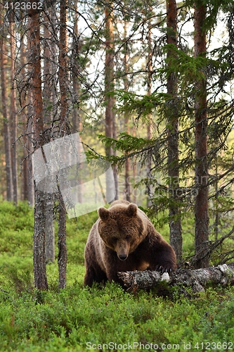 Image of Brown bear with dead tree trunk