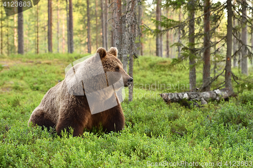 Image of European brown bear in a forest landscape at summer. Big brown bear in forest.