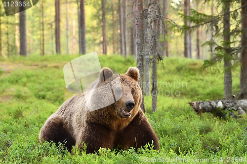 Image of European brown bear resting in forest