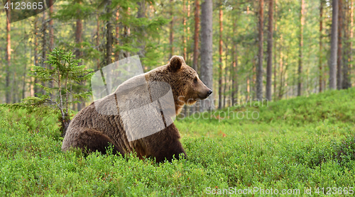 Image of Brown bear with forest background.