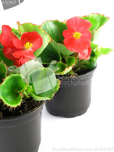 Image of begonia