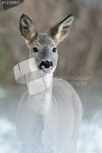 Image of roe deer portrait. roe deer showing tongue