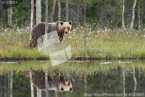 Image of reflection of brown bear. brown bear with reflection