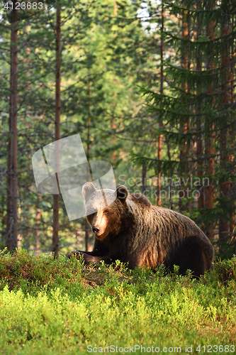 Image of Brown bear (Ursus arctos)