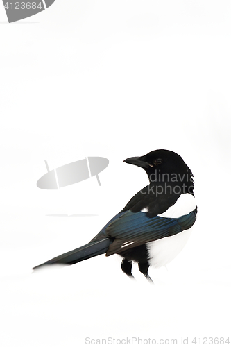 Image of Eurasian magpie on white. Magpie on snow. Magpie isolated on white. Bird on snow.