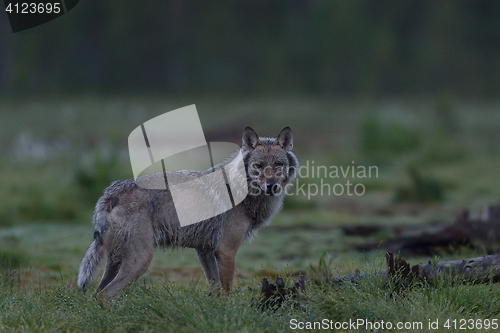 Image of Gray wolf (Canis lupus) at night in summer. Finland. Taiga.