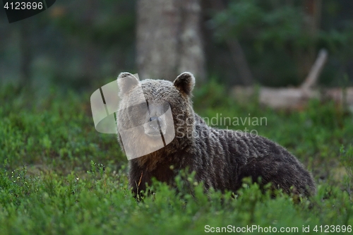 Image of brown bear in forest at night. bear glance. wild animal. animal at night.