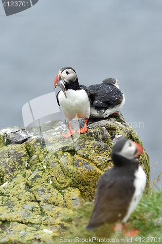 Image of Puffin with a fish. Puffin beak full of fish. Puffin with sand eels in its beak.