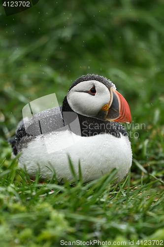 Image of Puffin portrait in the rain. Iceland.