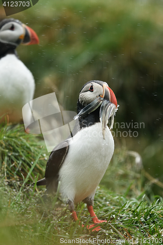 Image of Puffin beak full of fish. Puffin in the rain. Iceland.