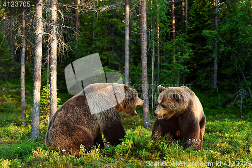 Image of Angry bear. Aggressive bear. Bear fight. Bear aggression. Animal fight.
