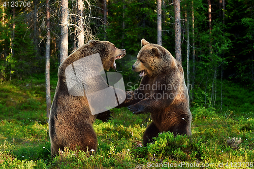 Image of bear fight. bears fighting. animal fight.