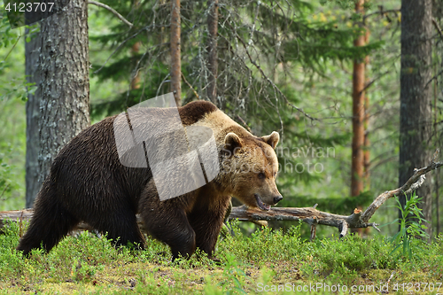 Image of brown bear, forest background