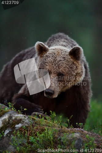 Image of brown bear portrait