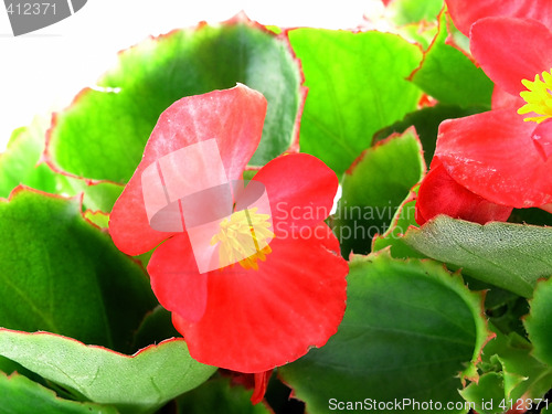 Image of begonia